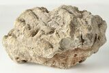 Polished Fossil Coral (Actinocyathus) Head - Morocco #202514-1